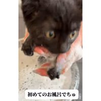 お風呂に入っている猫