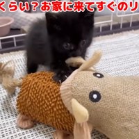 おもちゃで遊ぶ黒猫の子猫