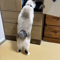 洋服タンスの中を立ち上がって覗く猫