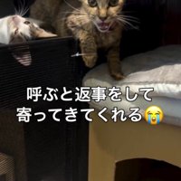 保護直後の母猫