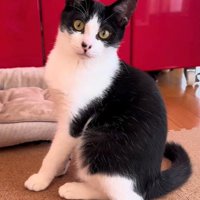 家の中で座る猫