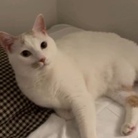 ベッドに座って飼い主を見上げる猫
