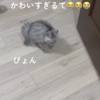 跳ねながら歩く子ネコ