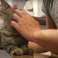 飼い主に甘える猫
