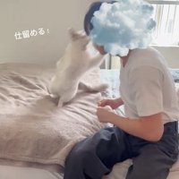 人に飛びかかる猫