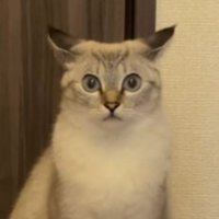耳を倒して飼い主を見つめるトラ模様の猫