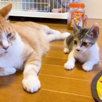 横に並ぶ園長とららちゃん