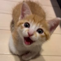 床に座って、飼い主に大きな声で鳴く子猫