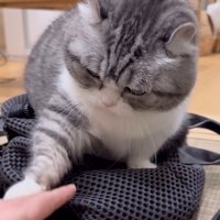 リュックに手を伸ばす飼い主を、前足で制止する猫