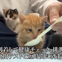 スプーンで餌を食べる子猫の写真2