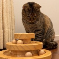 おもちゃに興味を持つ猫