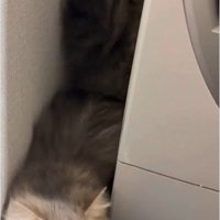 洗濯機の裏に隠れている猫