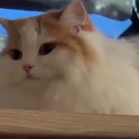テレビ前の猫