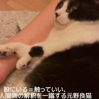 寝転がる猫