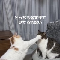 猫パンチをしている白茶猫