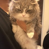 不満そうな表情の猫