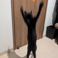 ジャンプをしてブレている子猫の写真