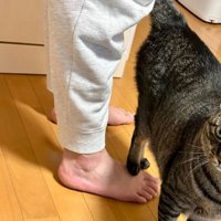 足を踏んでいる猫