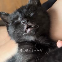 膝の上に乗っている目を閉じた黒猫「急に眠っちゃった」