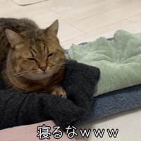 洗濯物の上で寝始めたみにらくん 