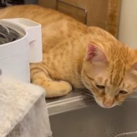 タオルで拭いているのを見る猫