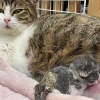 母猫とミルクを飲む子猫