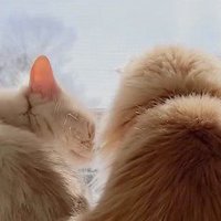 後輩猫の顔を覗き込む先輩猫