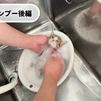 仰向けのキジシロちゃん