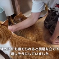 あごをなでられている猫