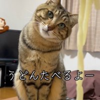うどんを見上げる猫