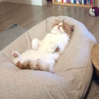 クッションの上で仰向けになって眠る猫