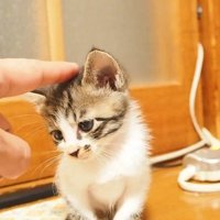 指で頭をなでられる子猫