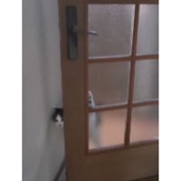 ドアから出てくる猫