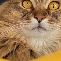 にらむなーさん