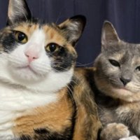 室内にいる猫たち