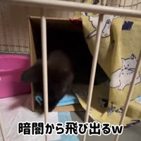 箱の中で遊ぶ子猫