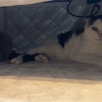 こたつに入っている猫達