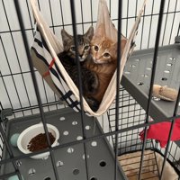 ハンモックに乗る2匹の子猫