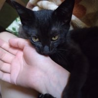 飼い主の手を甘噛みする黒猫