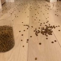 キャットフードが散らばった床