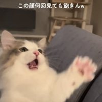 猫じゃらしで遊ぶミヌエット
