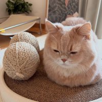 ピーナッツのぬいぐるみの隣に座って目を細める猫