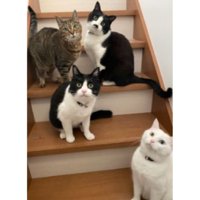 階段に集まる猫たち