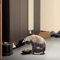 お皿の前でお座りをしている俯いた猫
