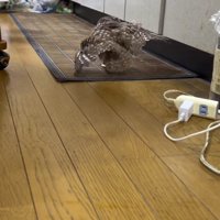 走って猫を追いかけるフクロウ