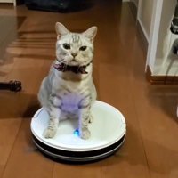 ロボット掃除機に乗る猫2