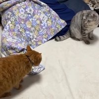 向かい合う2匹の猫