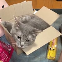 振り向く猫