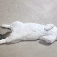 子猫時代のアップ