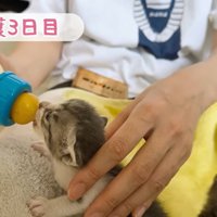 自分の番がきた子猫
